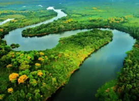 A CONSCIÊNCIA E A DEFESA DO MEIO AMBIENTE