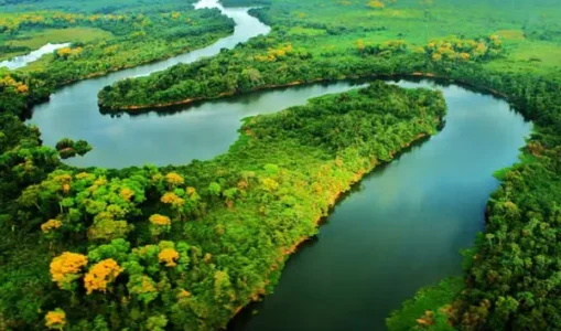 A CONSCIÊNCIA E A DEFESA DO MEIO AMBIENTE